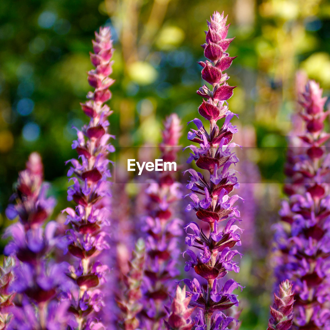 Close up of purple flowering sage, salvia officinalis