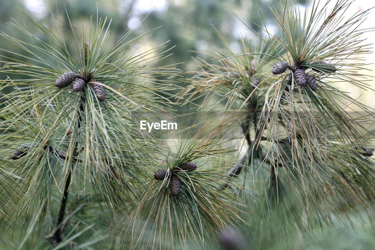 Close-up of pine tree branches 