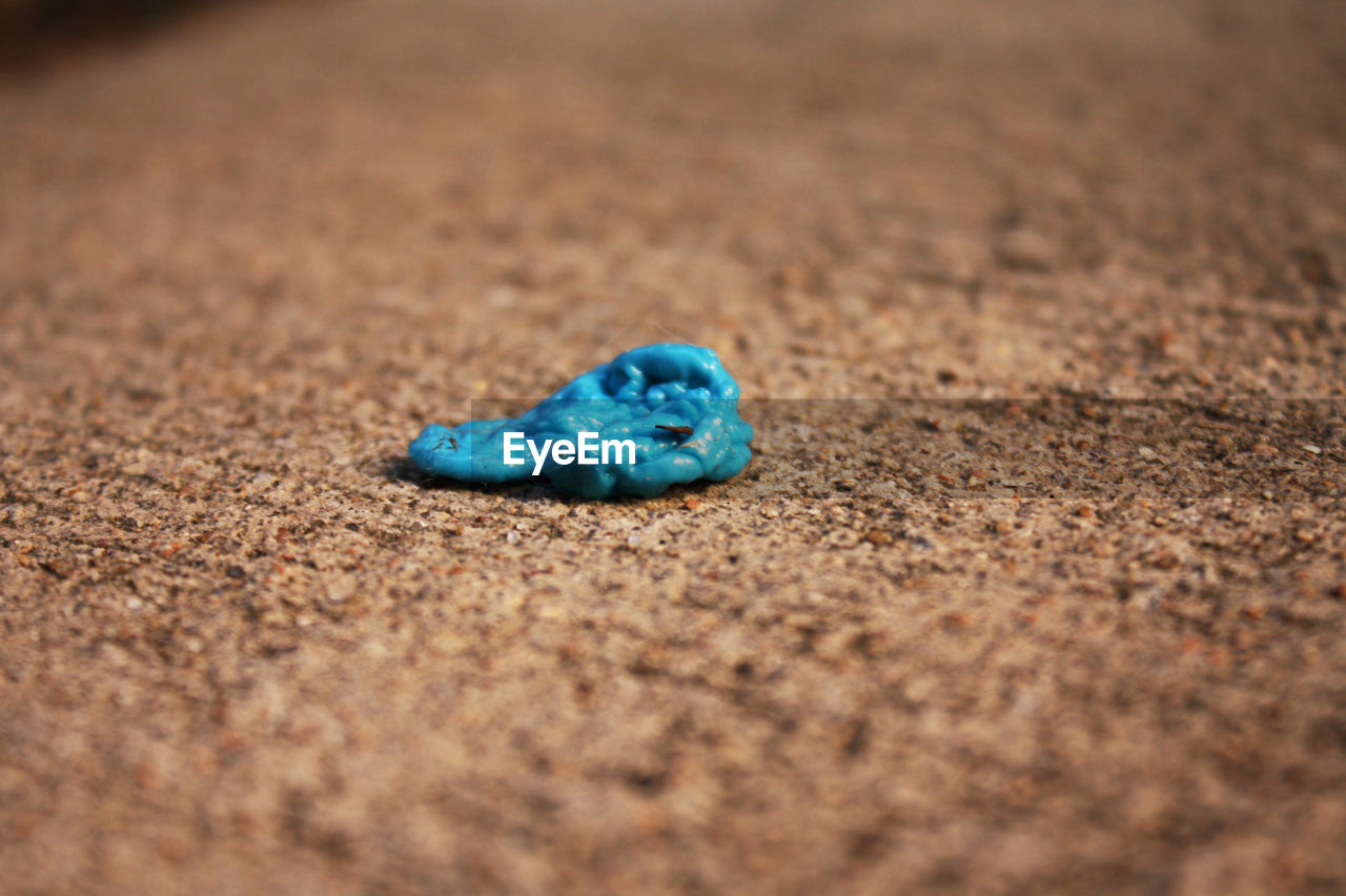 CLOSE-UP OF LIZARD ON SAND