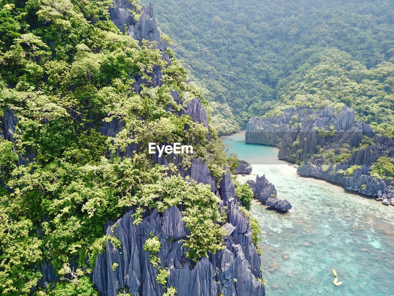 High angle view of plants and trees in forest