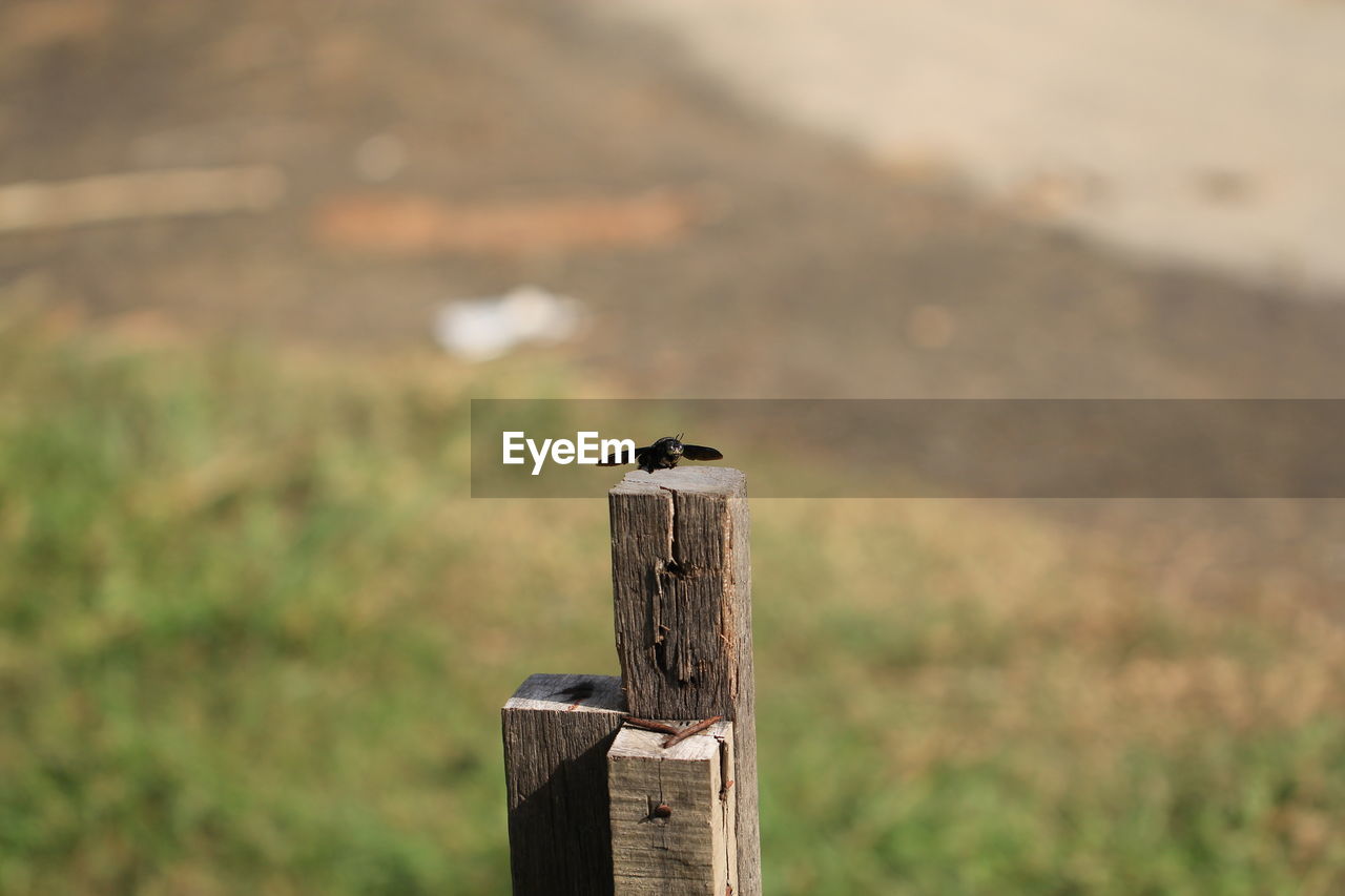 Close-up of bird perching on wooden post