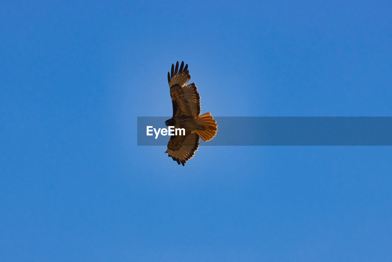 LOW ANGLE VIEW OF EAGLE FLYING AGAINST SKY