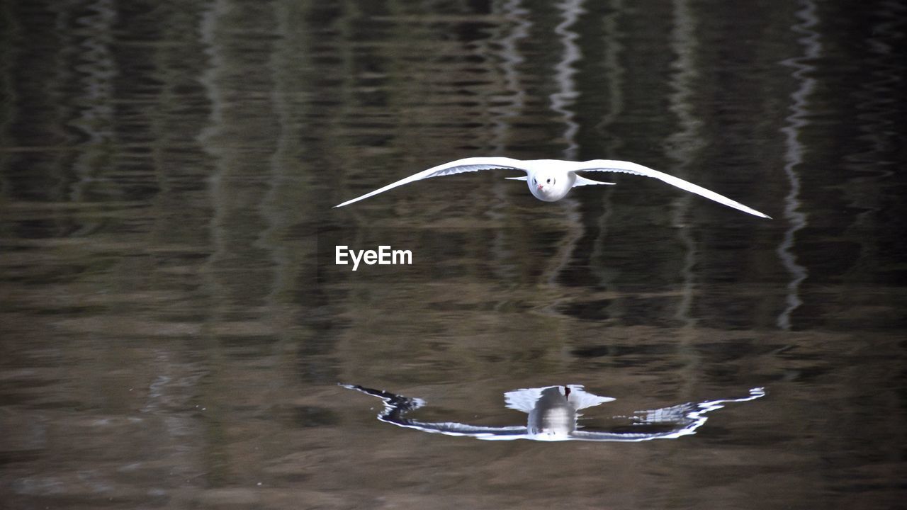 BIRD FLYING IN A WATER