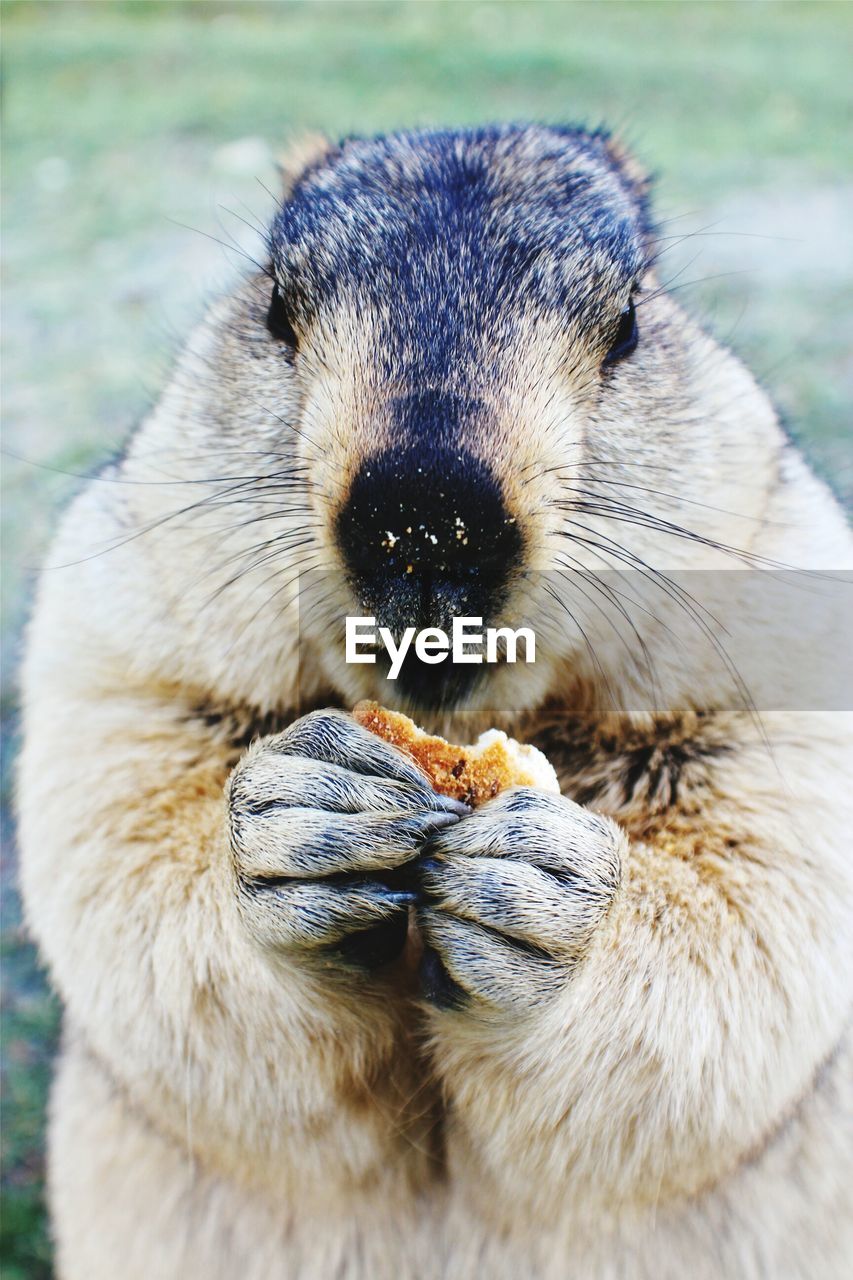 Close-up of himalayan marmot