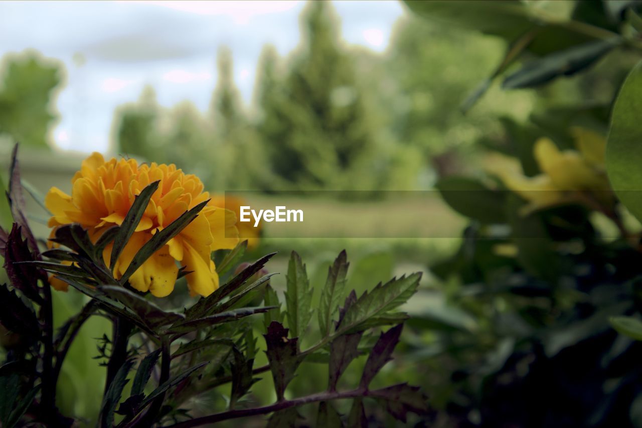 Close-up of yellow flowering plant