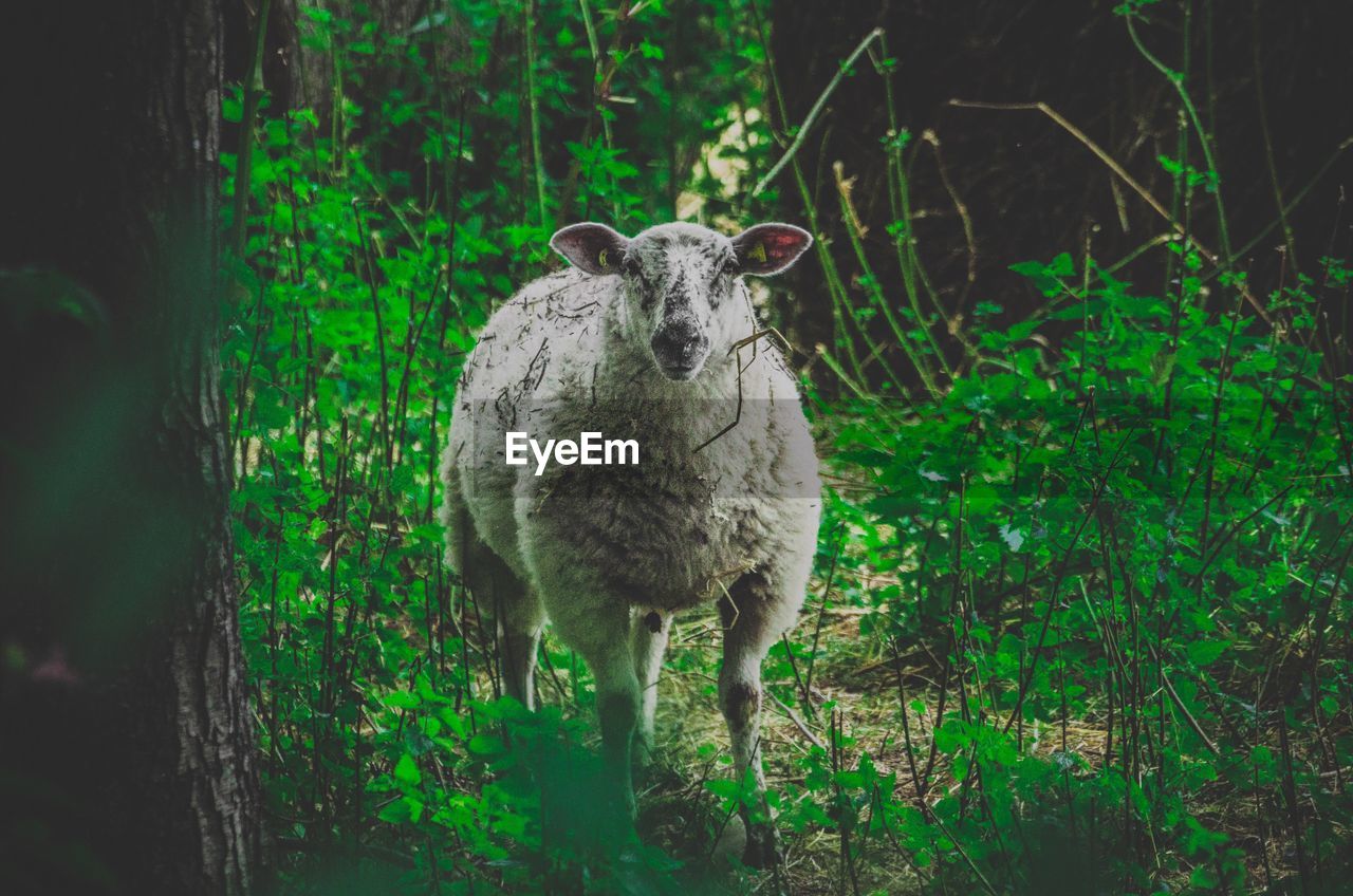 Portrait of sheep standing on land in forest