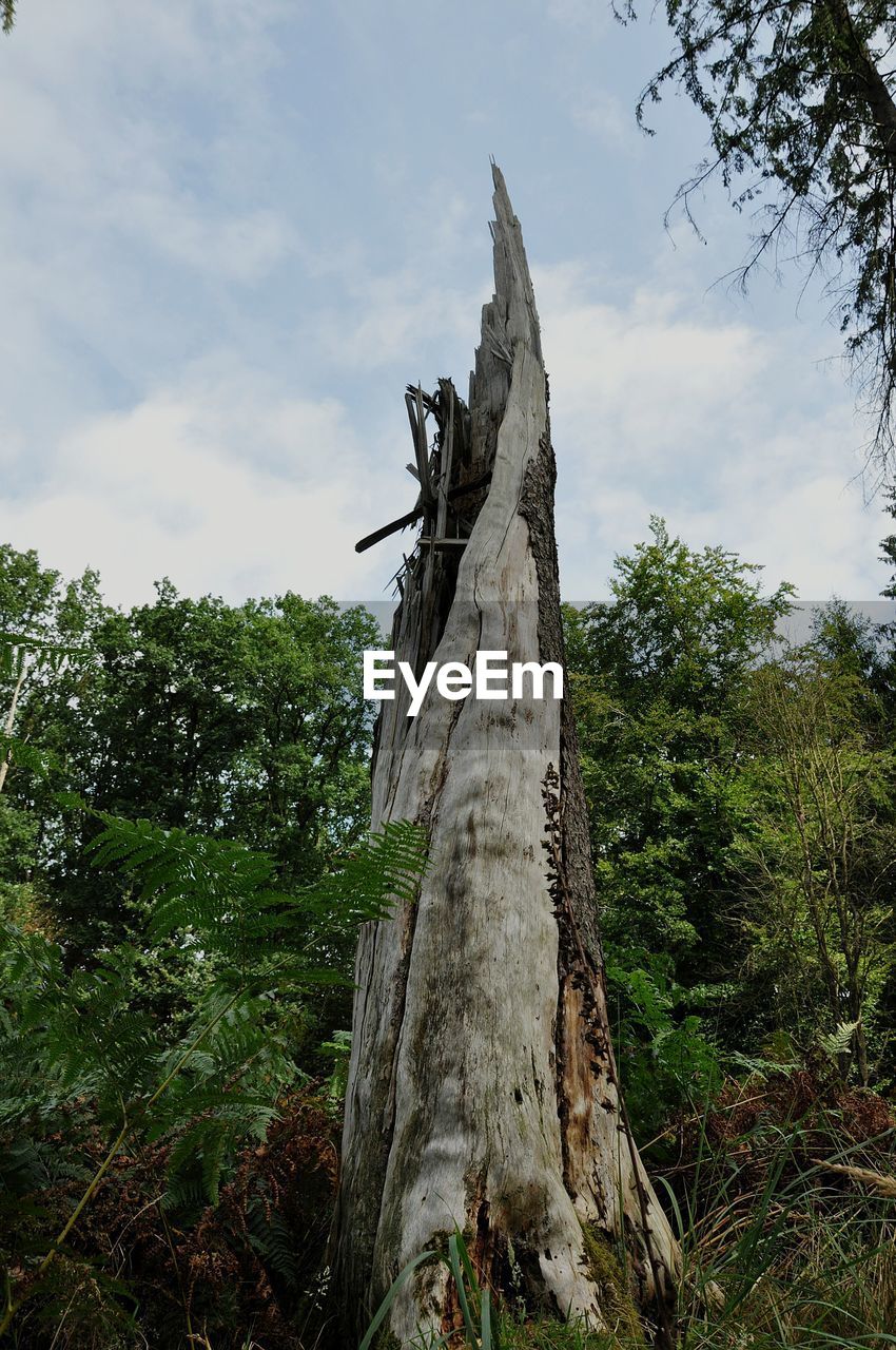 LOW ANGLE VIEW OF LIZARD ON TREE TRUNK