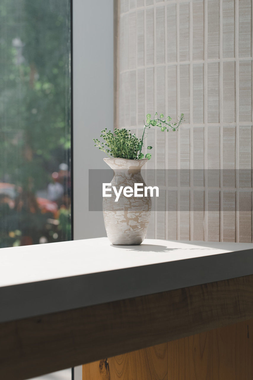 plant, wall, wood, indoors, window, potted plant, nature, interior design, no people, home interior, room, window covering, flooring, growth, vase, floor, window sill, glass, home, day, table, decoration, ceramic, flower, lighting, white, domestic room, furniture, architecture, flowerpot, home showcase interior, freshness, simplicity, flowering plant, built structure