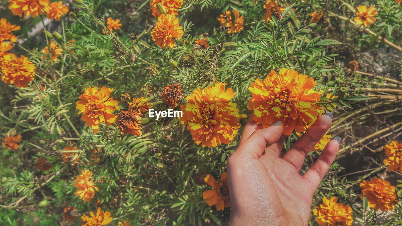 Cropped hand touching marigolds on field