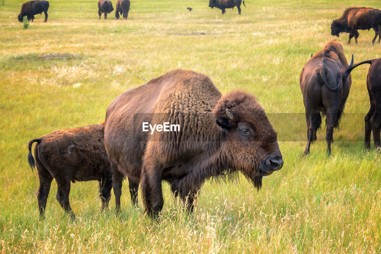 American bison on grassy field at custer state park