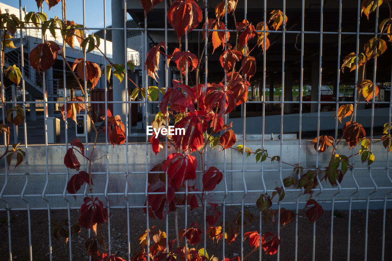fence, no people, hanging, metal, nature, outdoors, day, architecture, flower, security