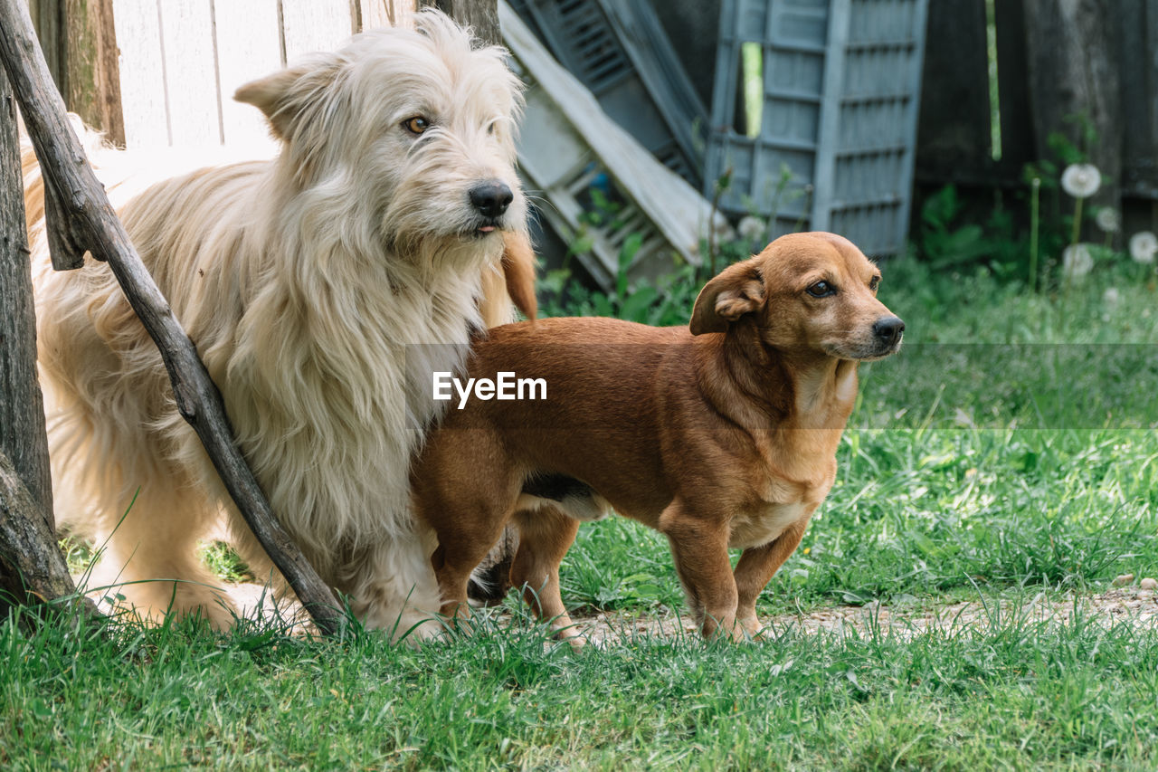 Dogs on grassy field