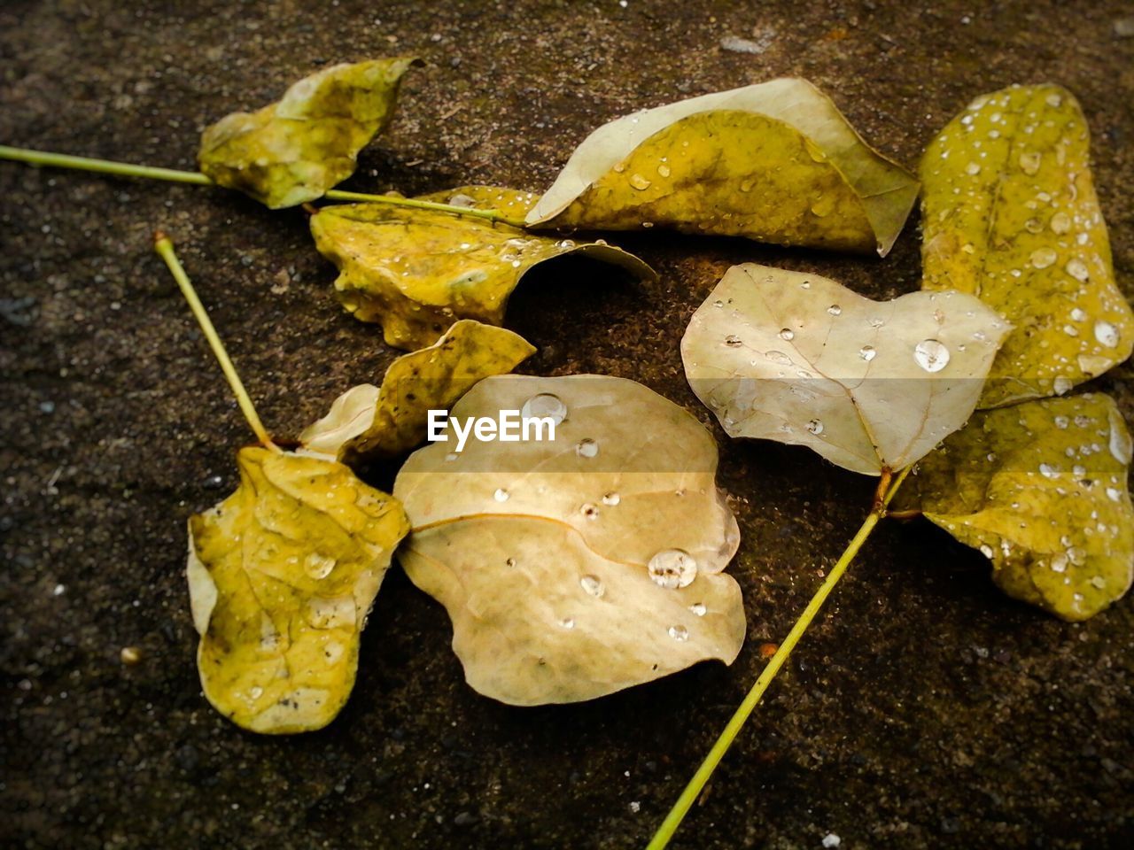 Close-up of leaves