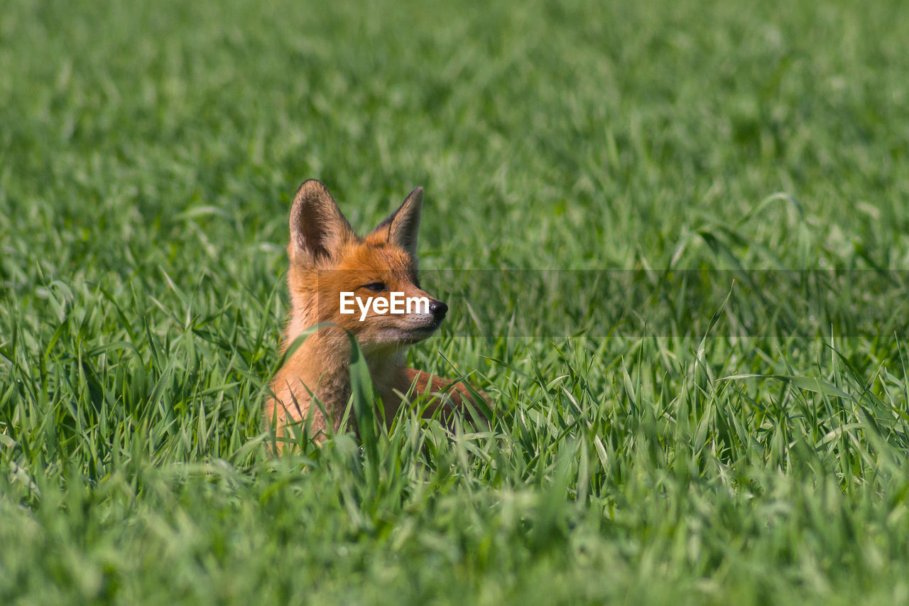 Close-up of fox sitting on grass field