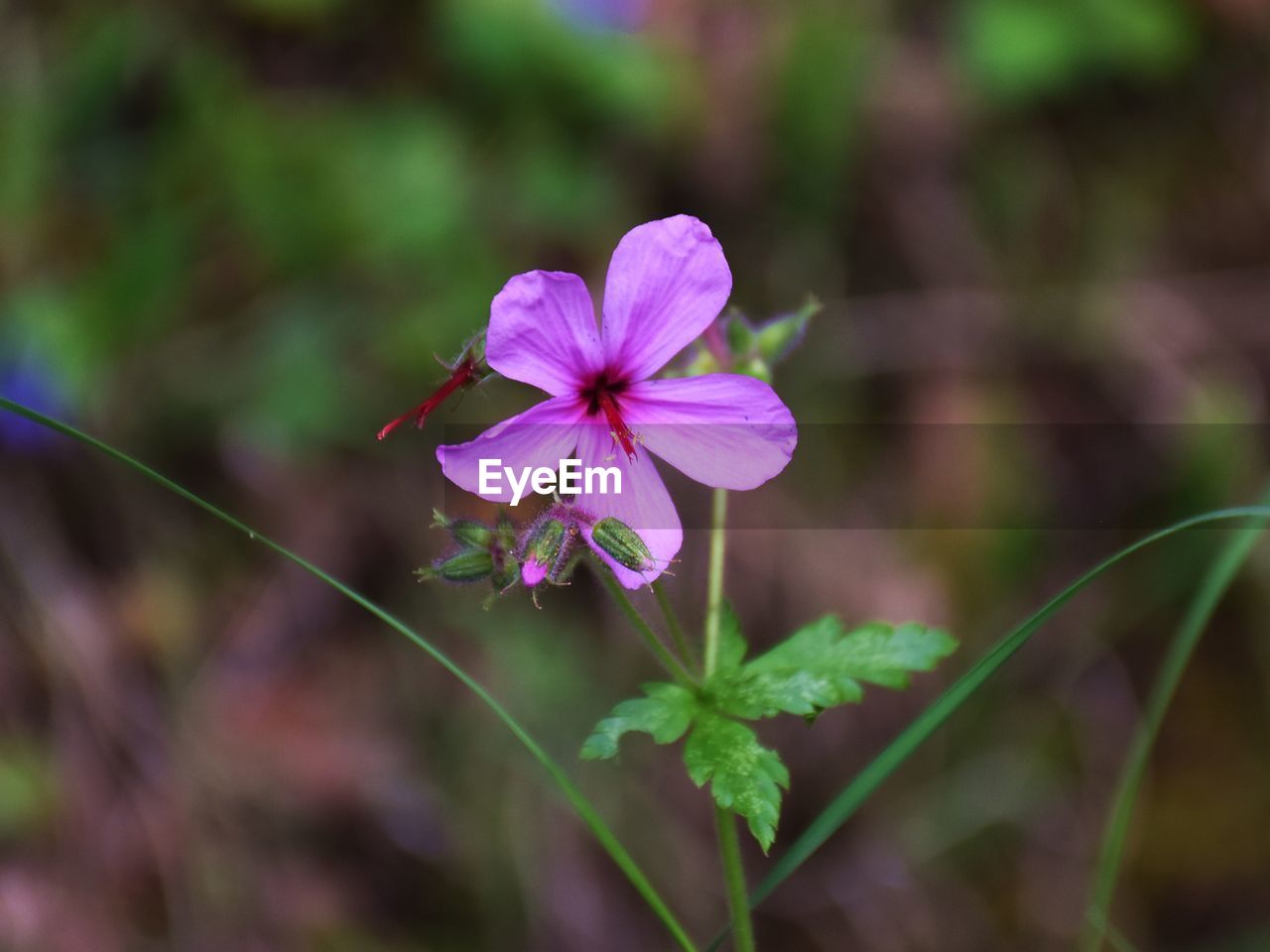 CLOSE-UP OF PINK FLOWER