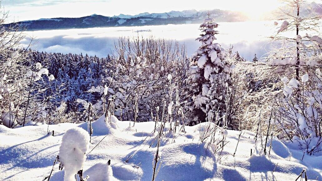 SNOW COVERED TREES ON MOUNTAIN