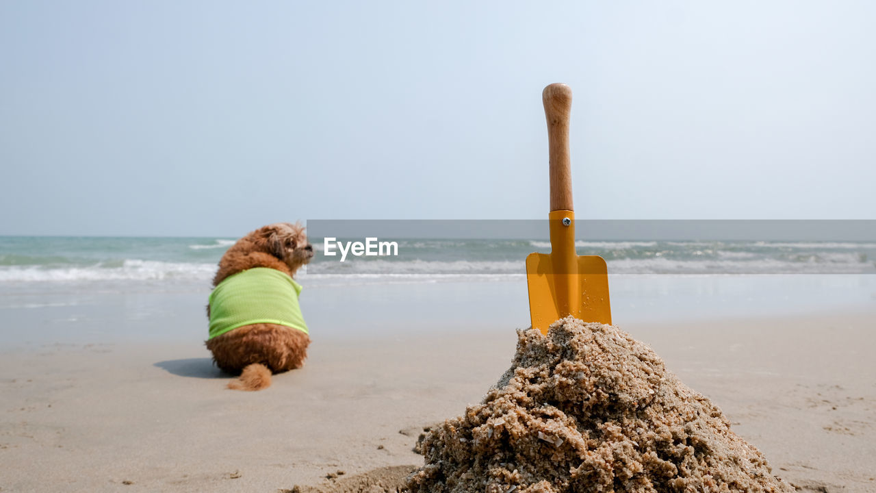 Yellow sand shovel and dog on the beach