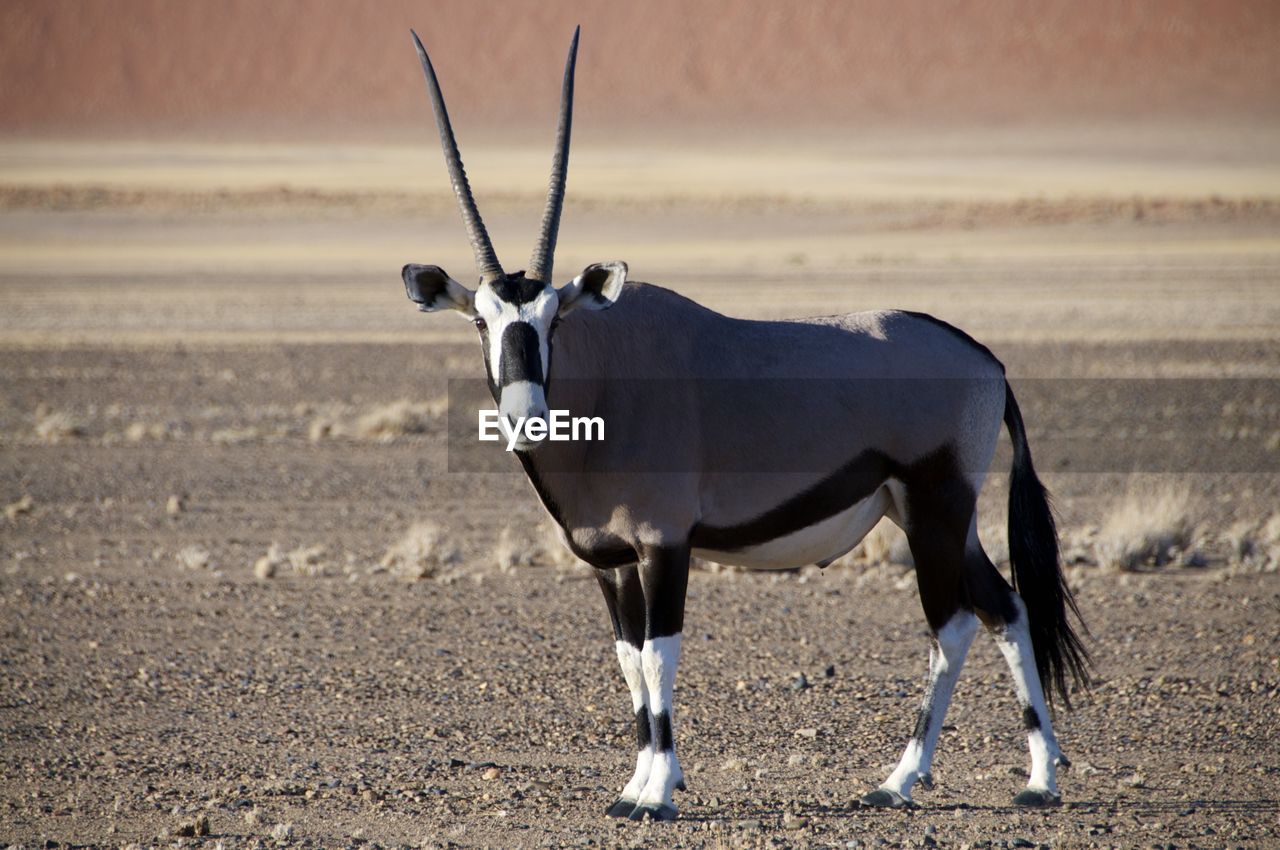 Oryx in desert