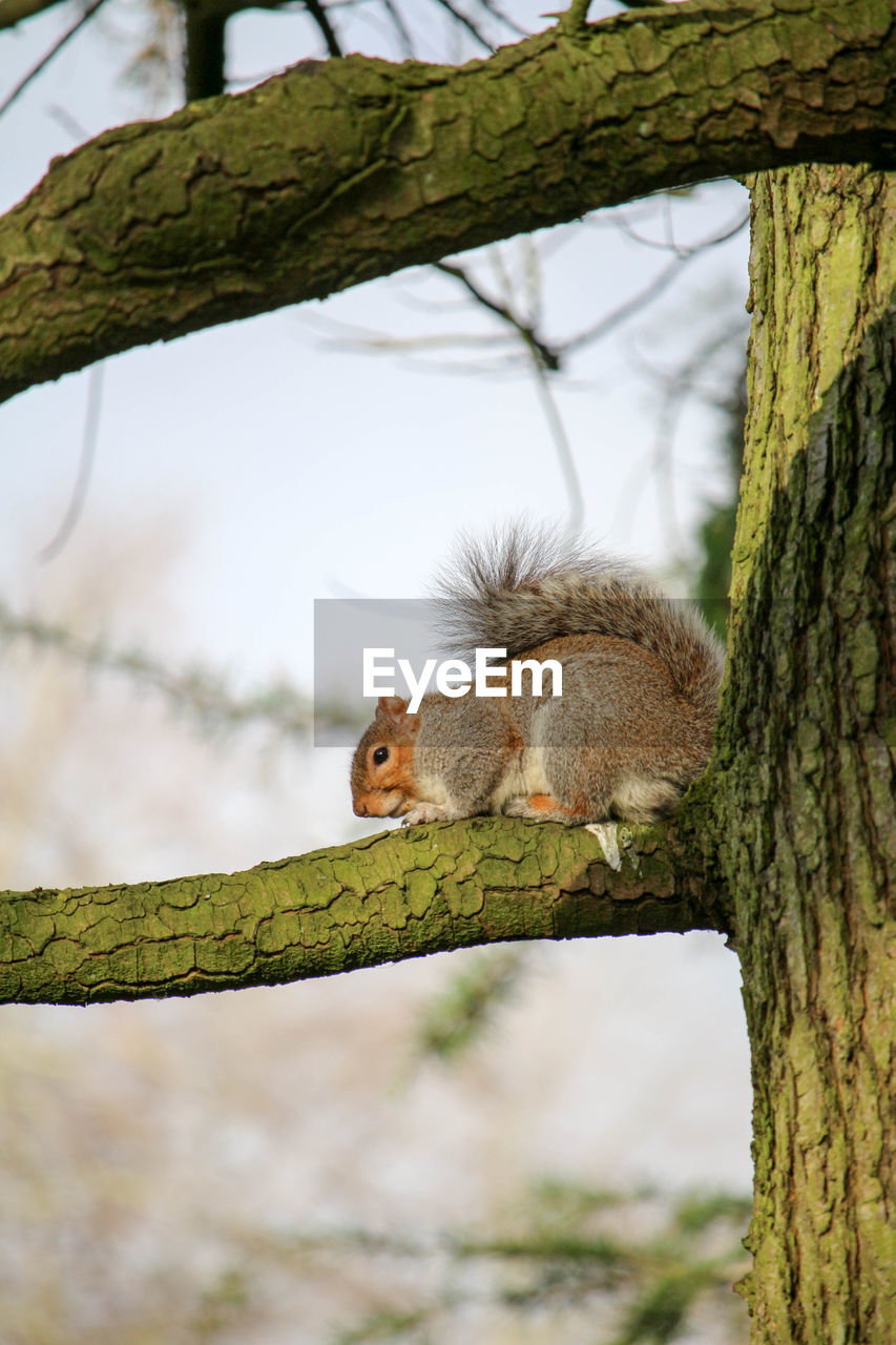 SQUIRREL ON TREE TRUNK