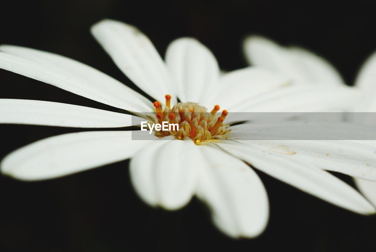 Close-up of daisy blooming against black background