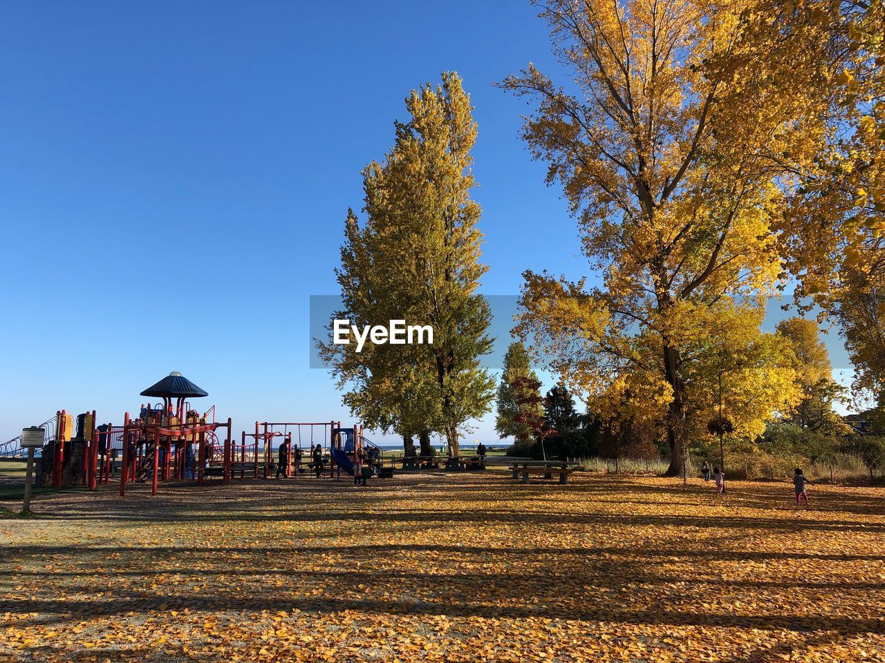 Trees on field against clear blue sky