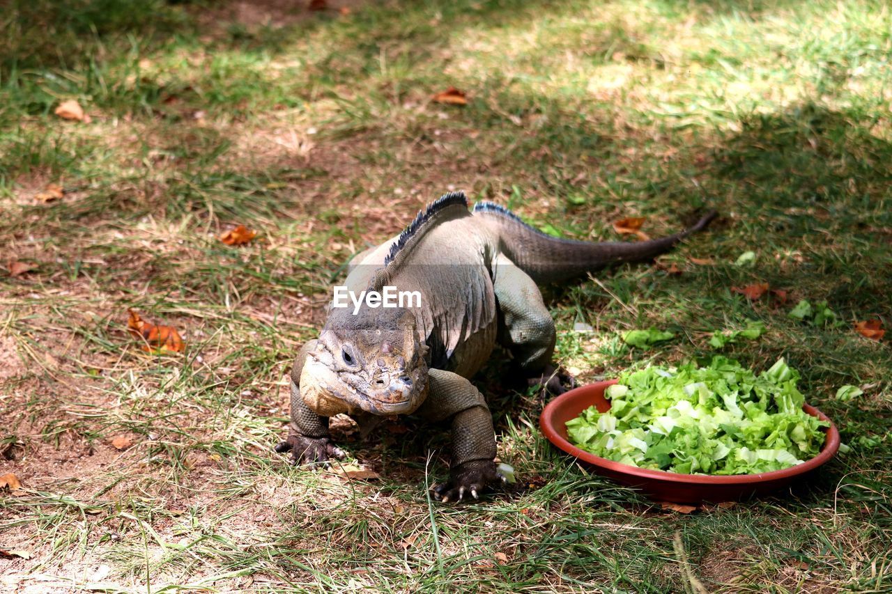 Portrait of lizard on field