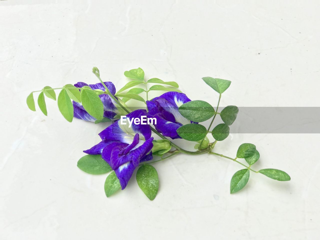 CLOSE-UP OF PURPLE FLOWERING PLANT