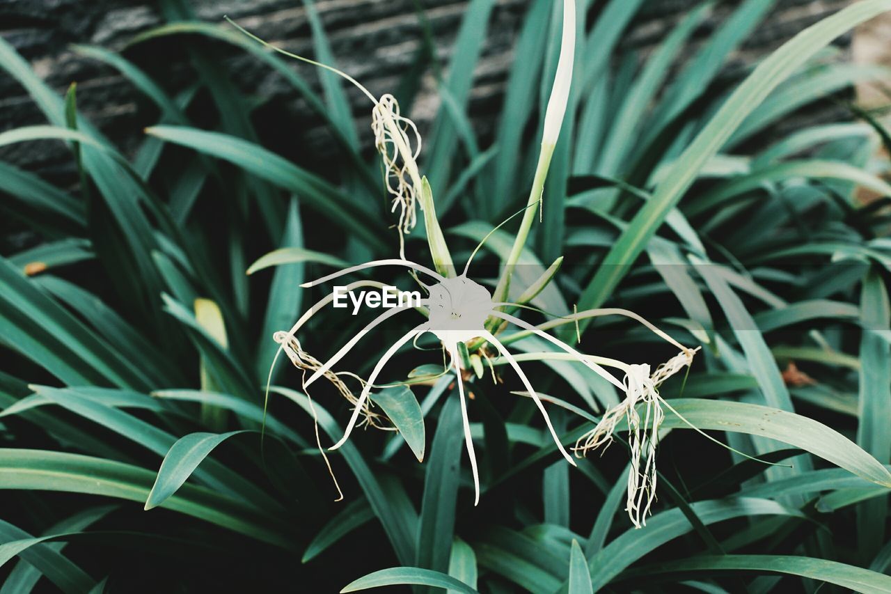 CLOSE-UP OF FLOWERING PLANT