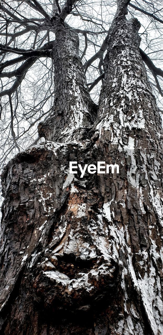 LOW ANGLE VIEW OF TREE TRUNK