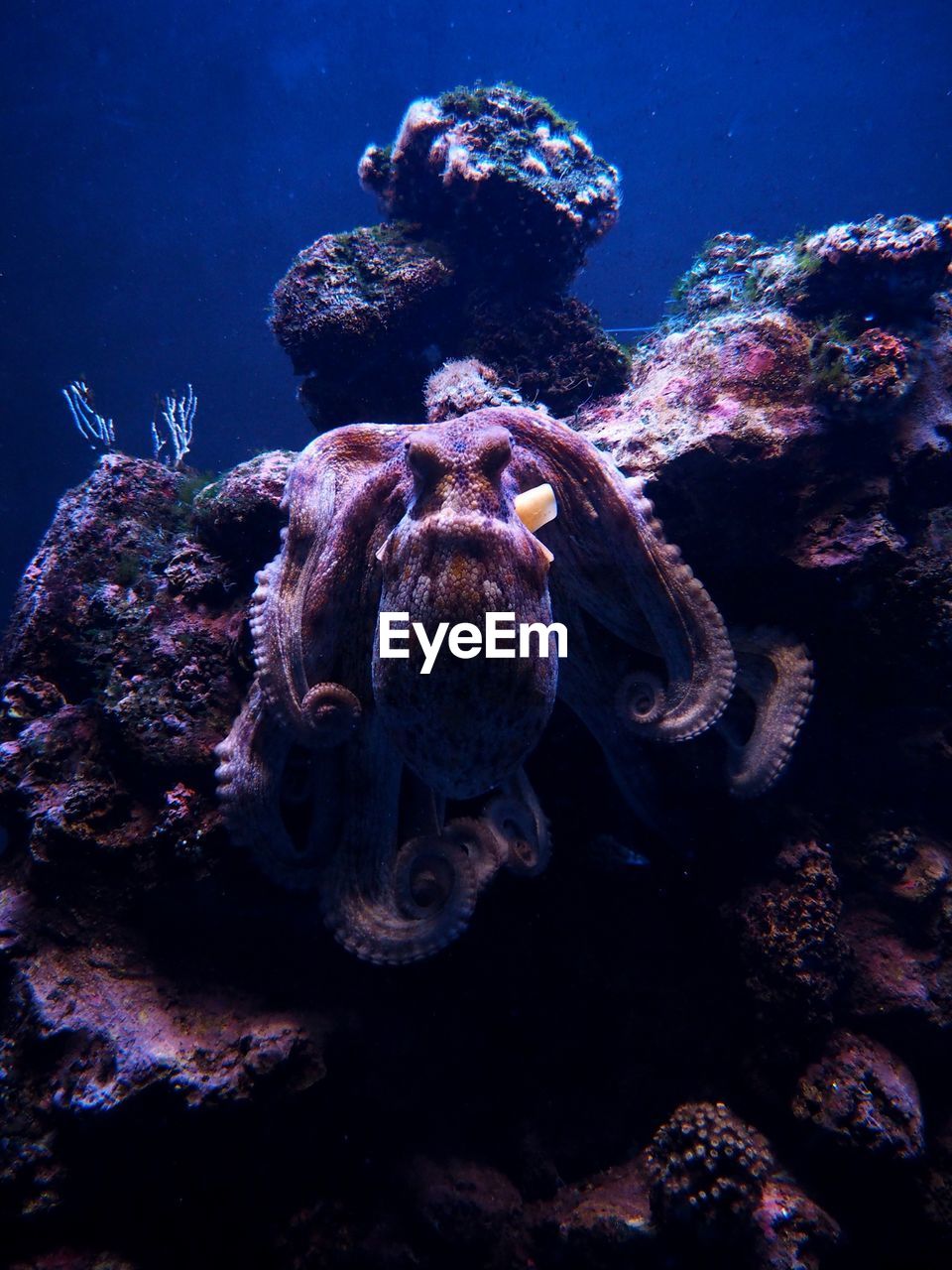 Close-up of octopus in sea