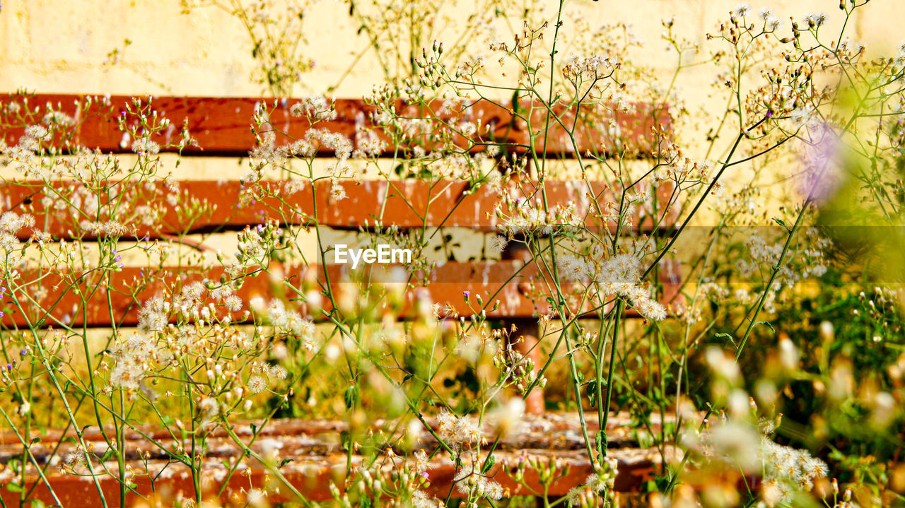 Full frame shot of flowering plants on land