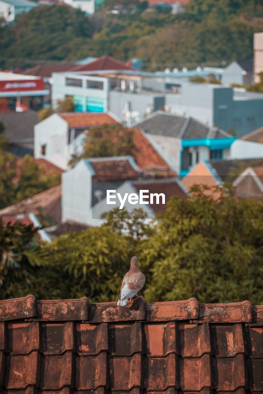Bird perching on roof of building