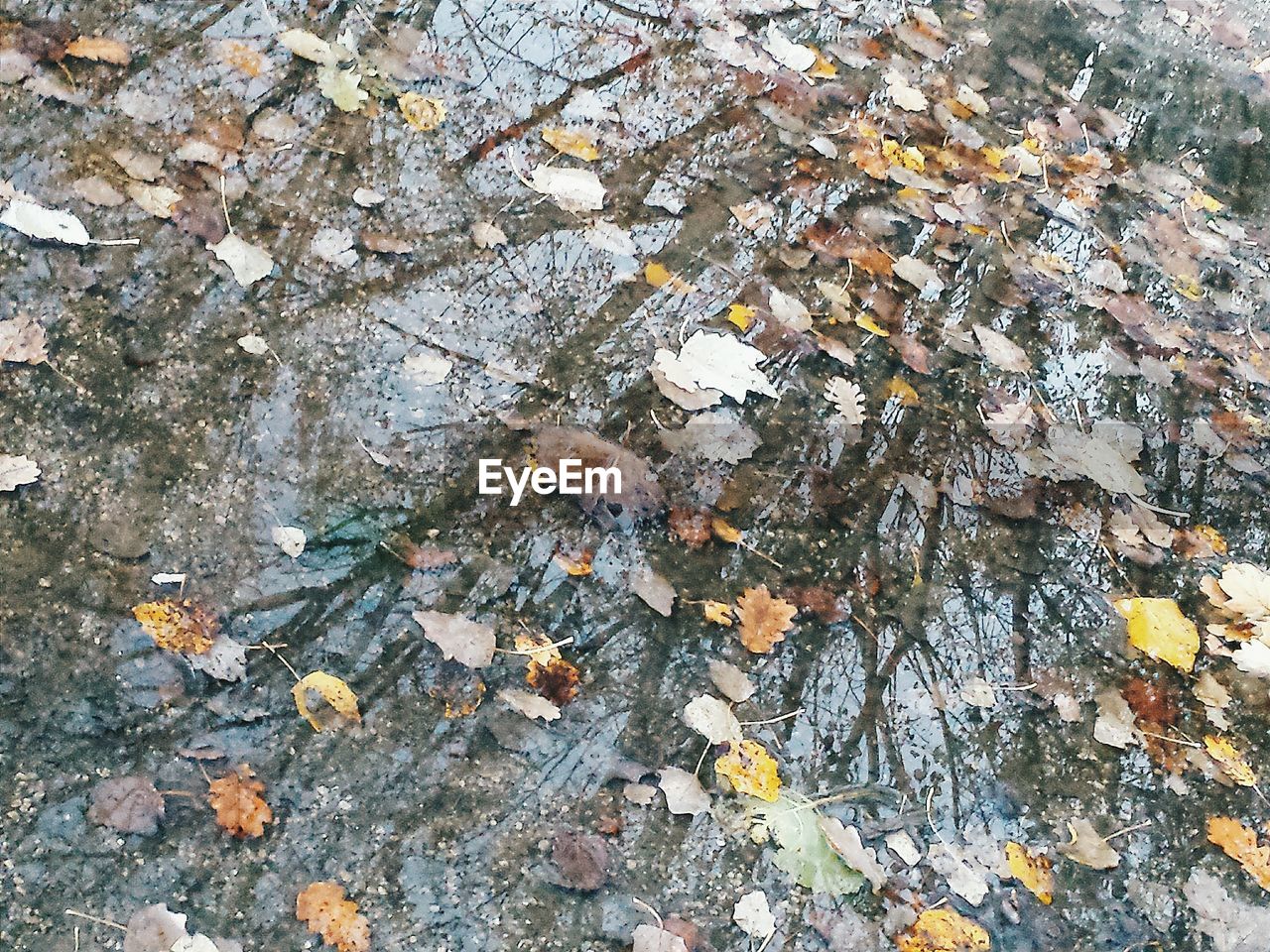 CLOSE-UP OF LEAVES