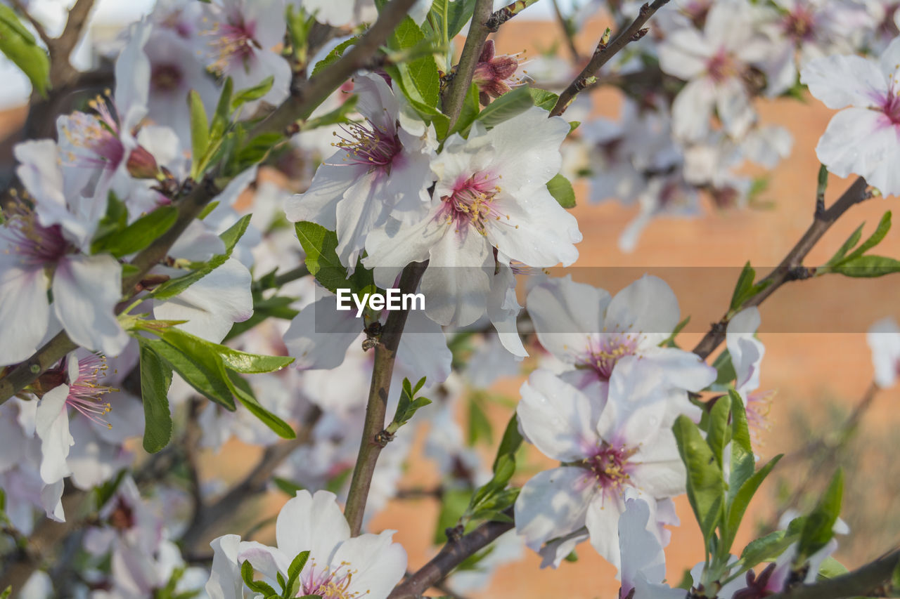 plant, flower, flowering plant, beauty in nature, freshness, fragility, blossom, growth, springtime, close-up, tree, nature, pink, flower head, petal, branch, inflorescence, focus on foreground, no people, botany, white, outdoors, day, twig, spring, food, produce, cherry blossom, fruit tree, pollen, selective focus, plant part, leaf, stamen