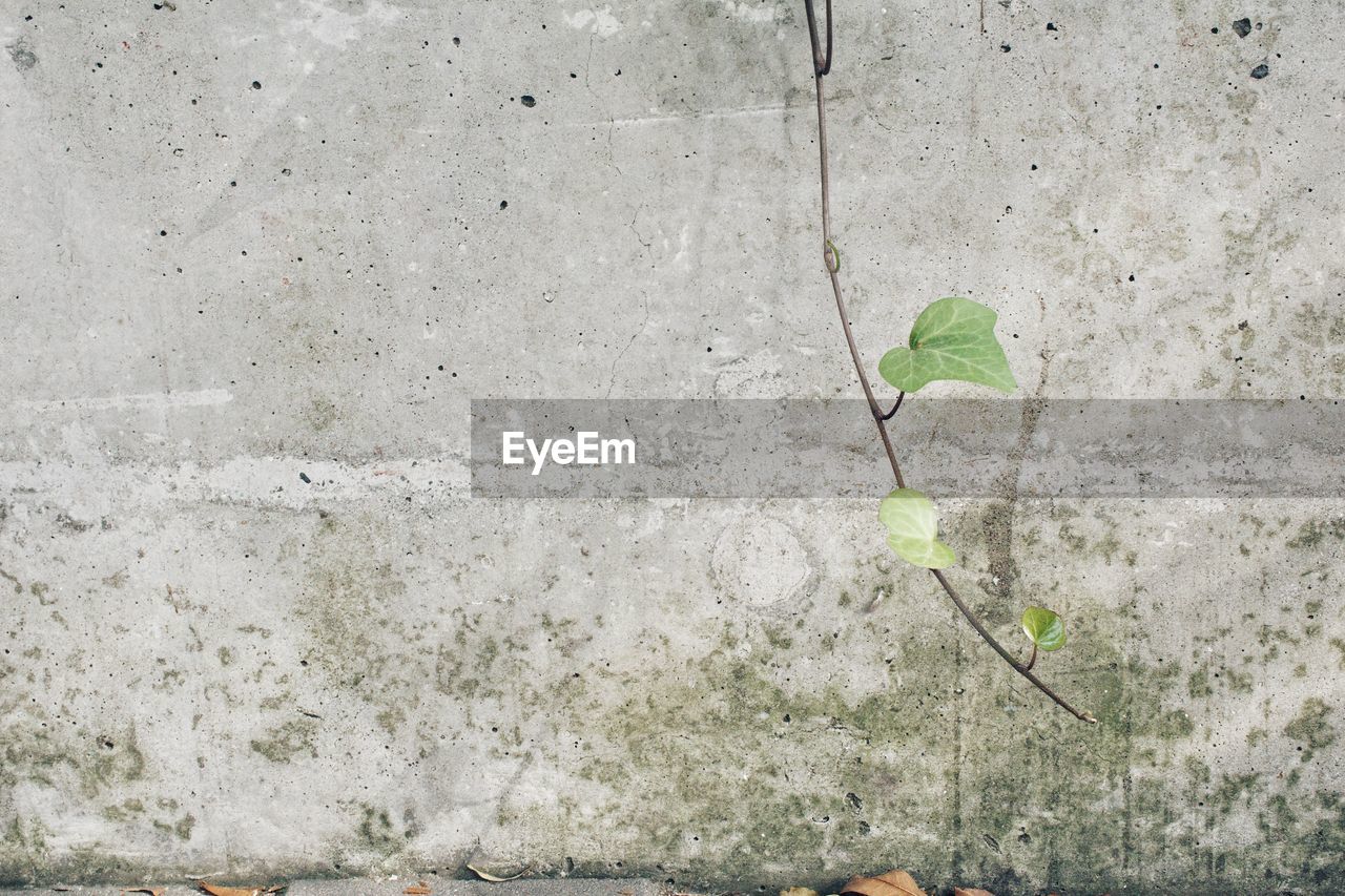 CLOSE-UP OF PLANT GROWING ON WALL