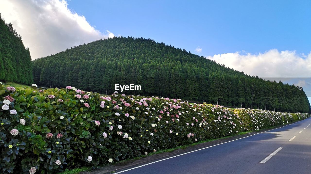 PANORAMIC SHOT OF ROAD AMIDST PLANTS AGAINST SKY