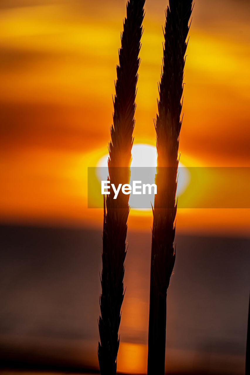 Closeup of marram grass in the foreground with dramatic sky and setting sun