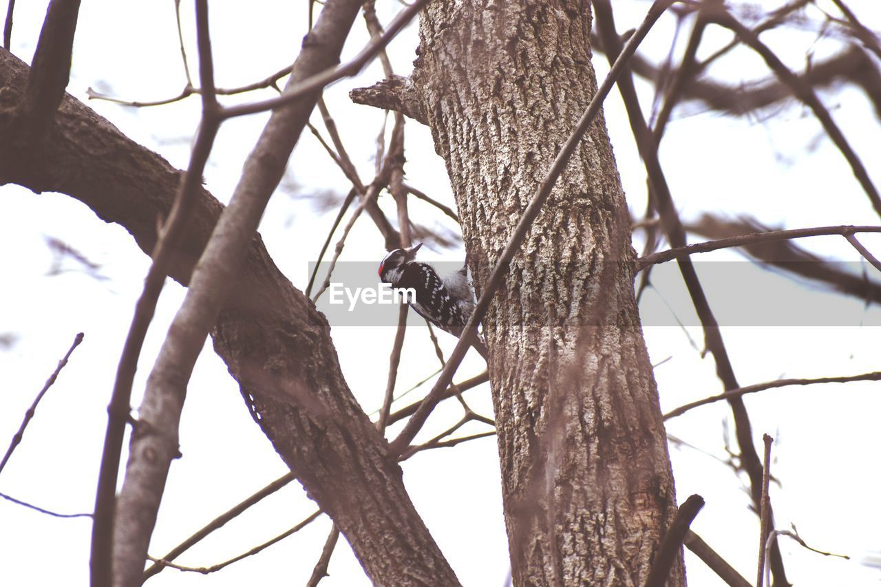 LOW ANGLE VIEW OF BIRDS PERCHING ON TREE