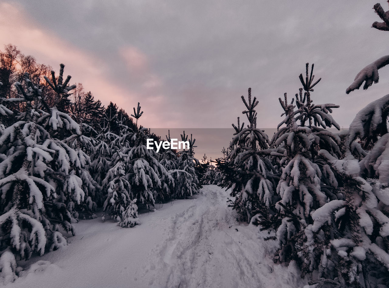 winter, snow, cold temperature, sky, tree, environment, cloud, nature, landscape, plant, coniferous tree, beauty in nature, land, scenics - nature, pinaceae, pine tree, forest, sunset, frozen, pine woodland, non-urban scene, mountain, no people, tranquility, storm, outdoors, woodland, travel destinations, travel, tranquil scene, panoramic, ice, overcast, frost, dramatic sky, rural scene, evergreen tree, polar climate