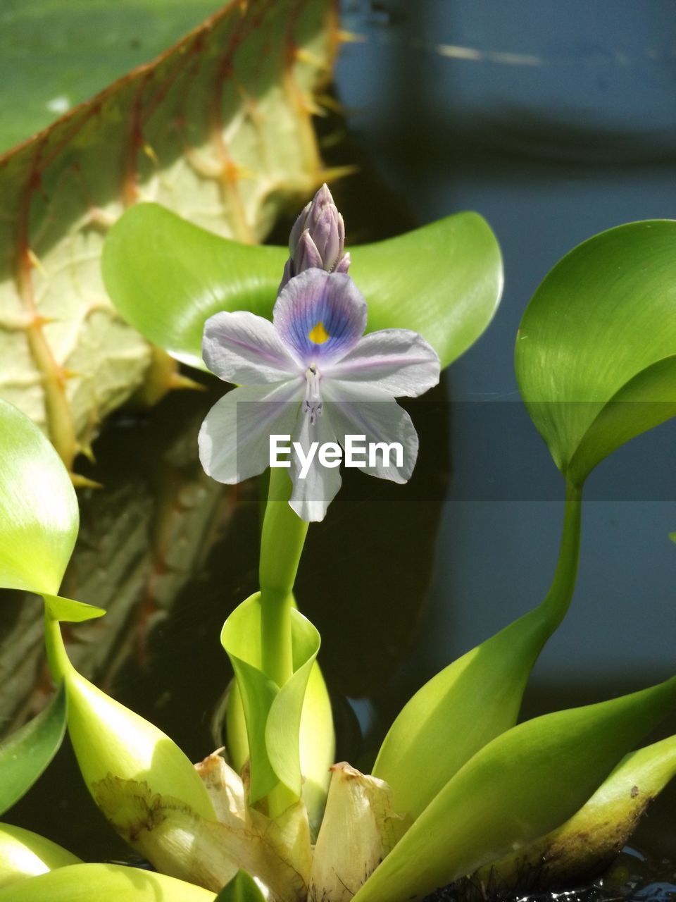 Close-up of white flower blooming in park