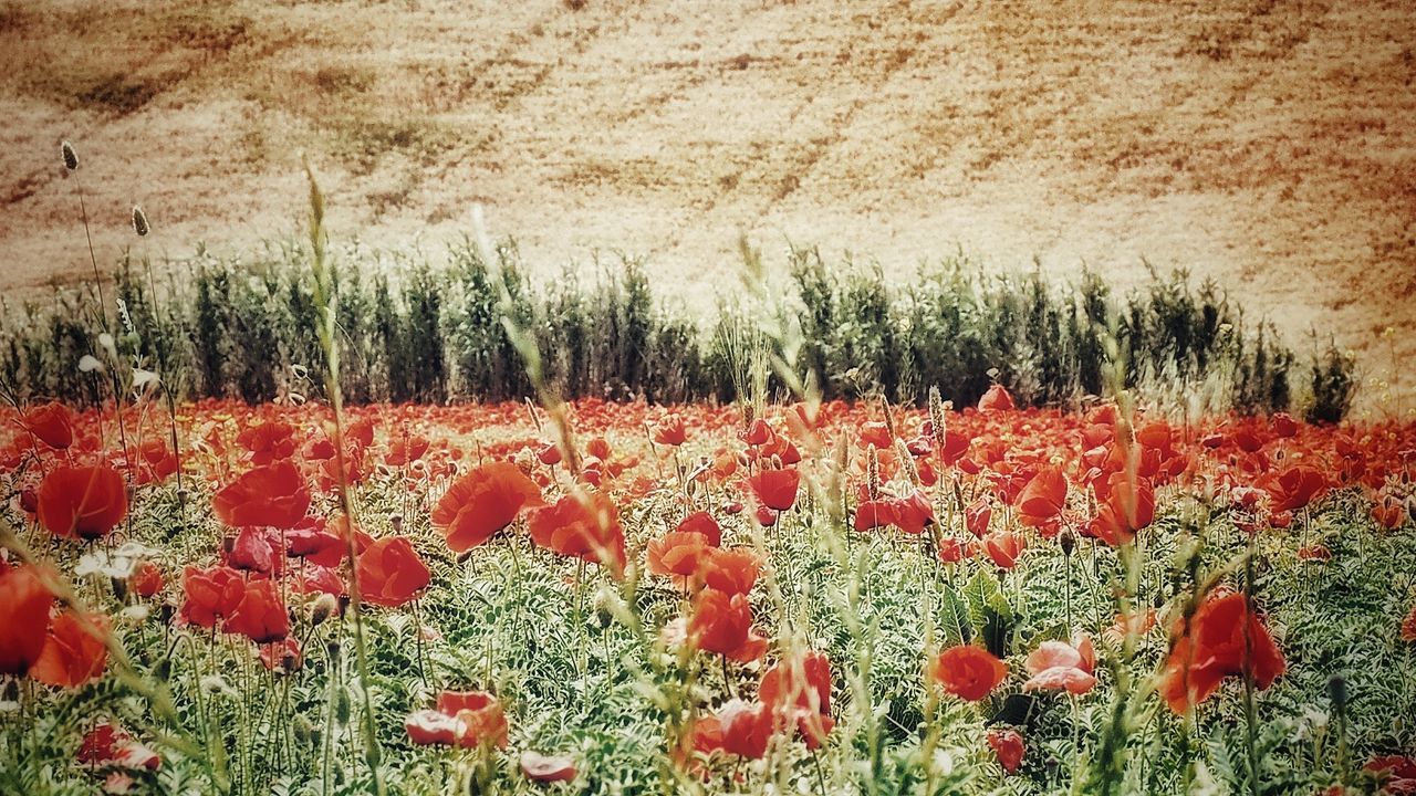 SCENIC VIEW OF FLOWERING PLANTS ON LAND