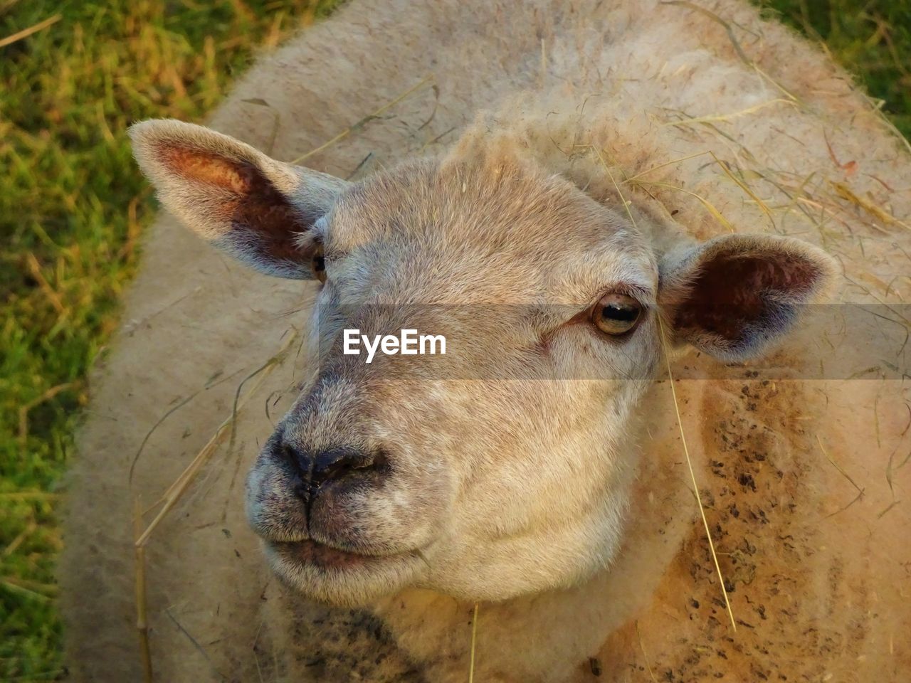 Close-up portrait of sheep