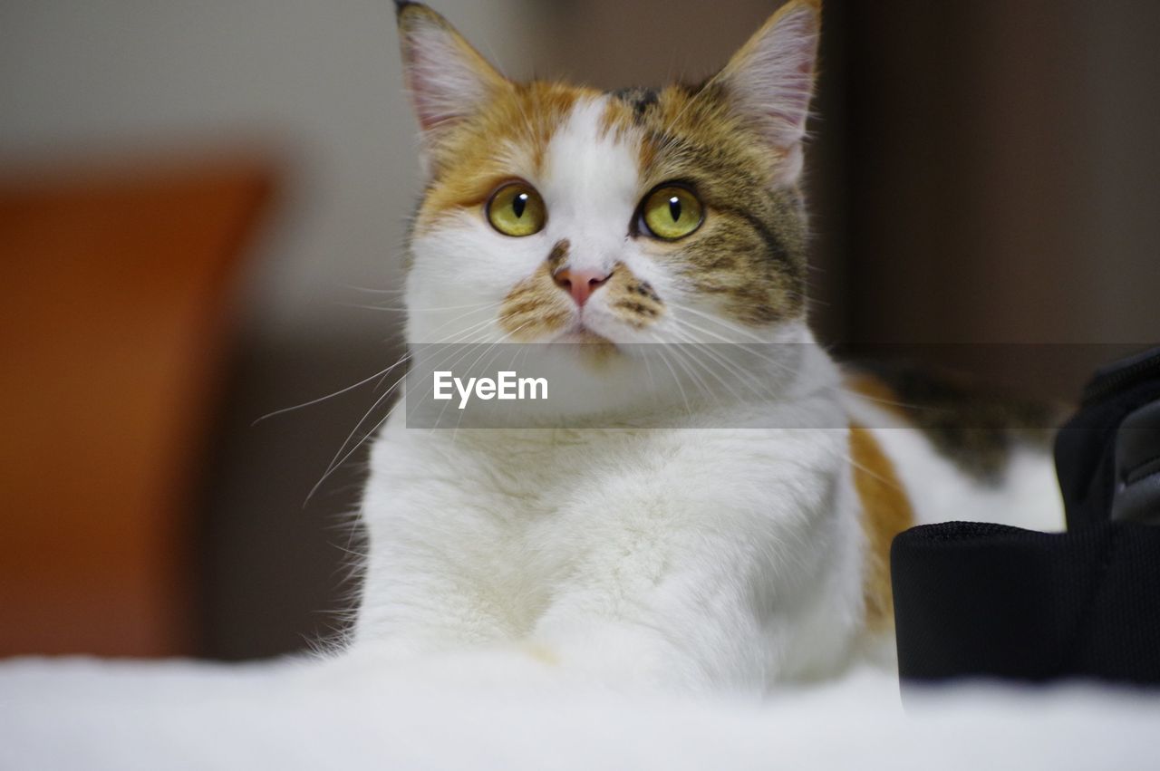 CLOSE-UP PORTRAIT OF CAT SITTING ON SOFA