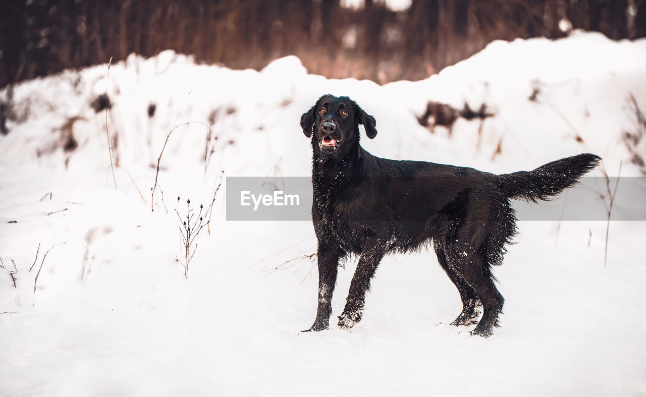 Black dog on snow covered land