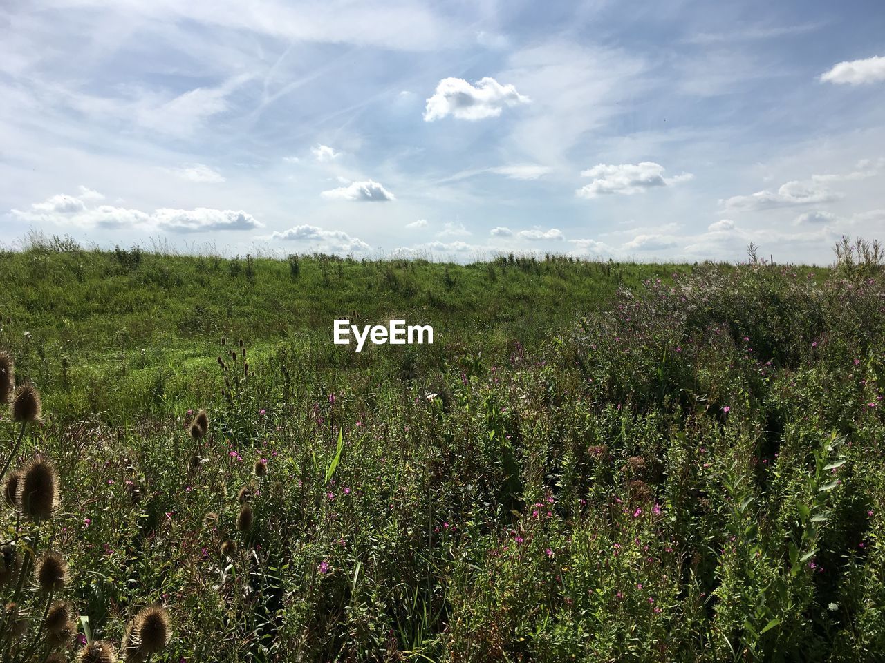 SCENIC VIEW OF PLANTS ON FIELD AGAINST SKY