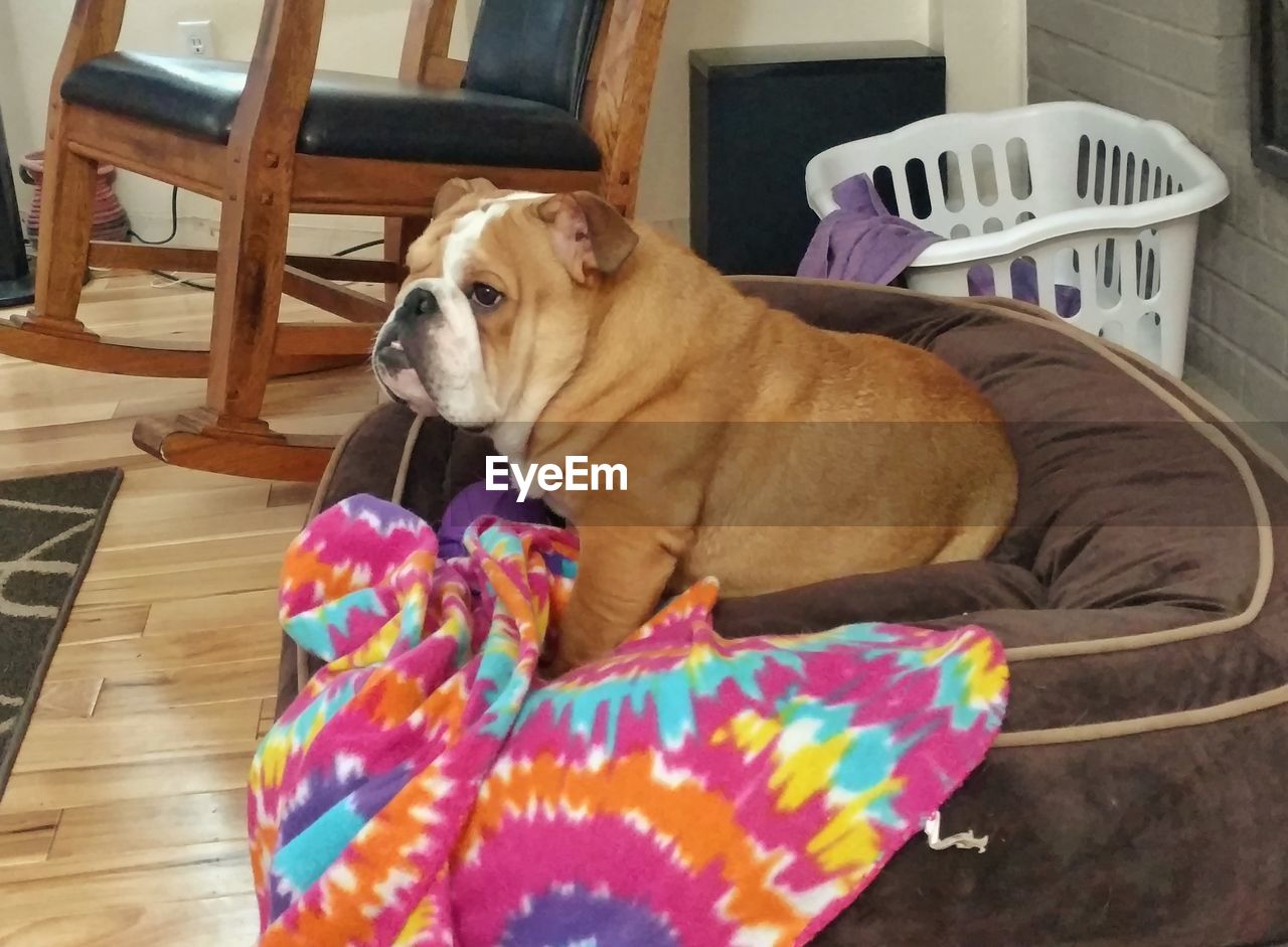 HIGH ANGLE VIEW OF DOG ON MULTI COLORED BLANKET