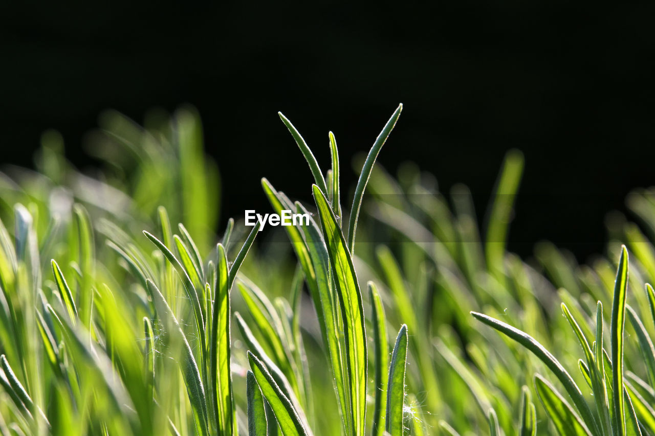 Close-up of fresh grass in field