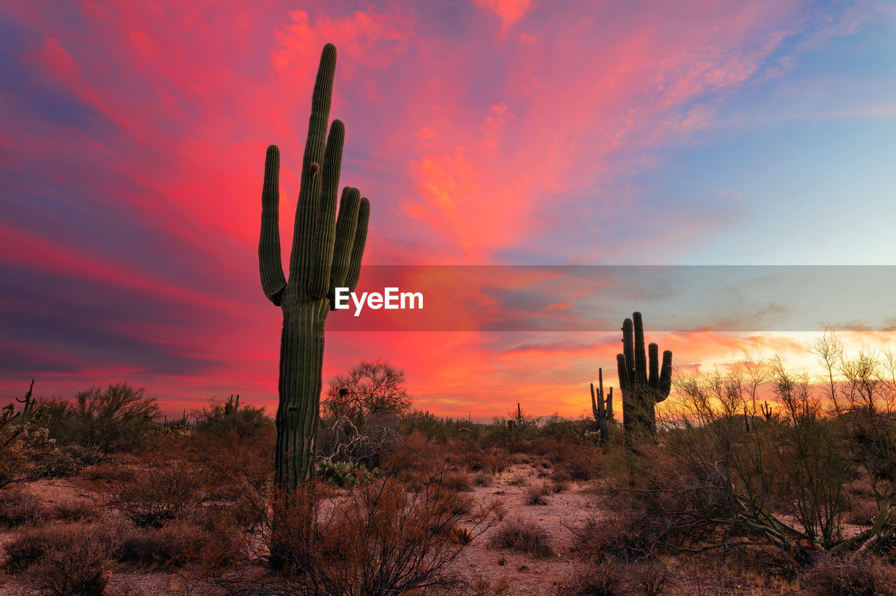 Saguaro cactus in the arizona desert at sunset.