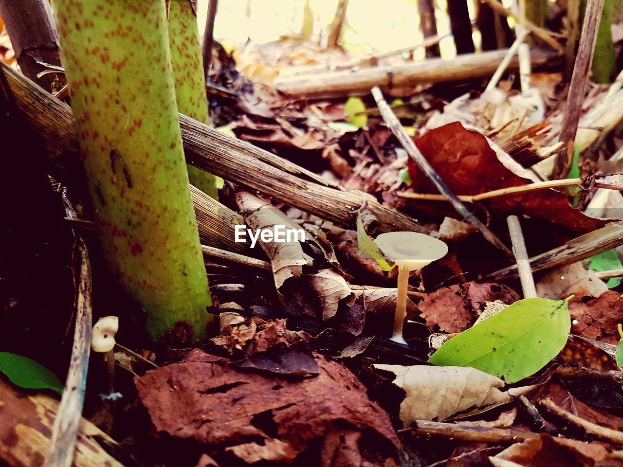 CLOSE-UP OF LIZARD ON PLANTS