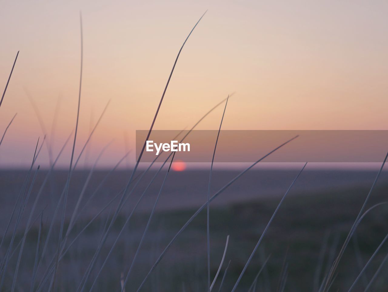 Close-up of crops growing on field against sky during sunset